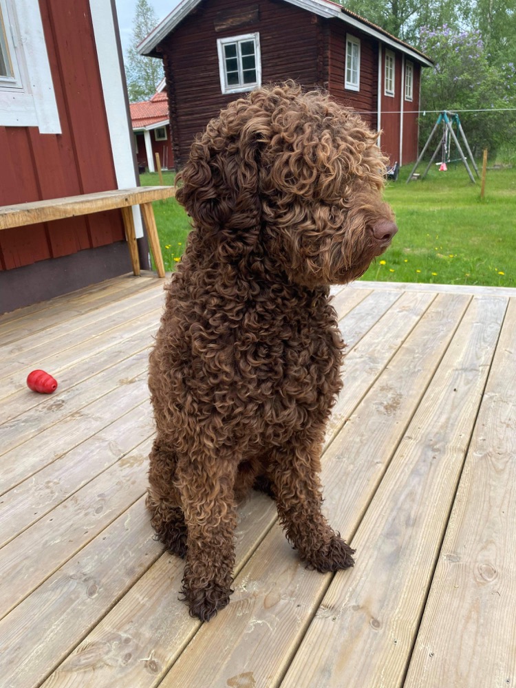 HarryIrisens kennel | Uppfödning av barbet